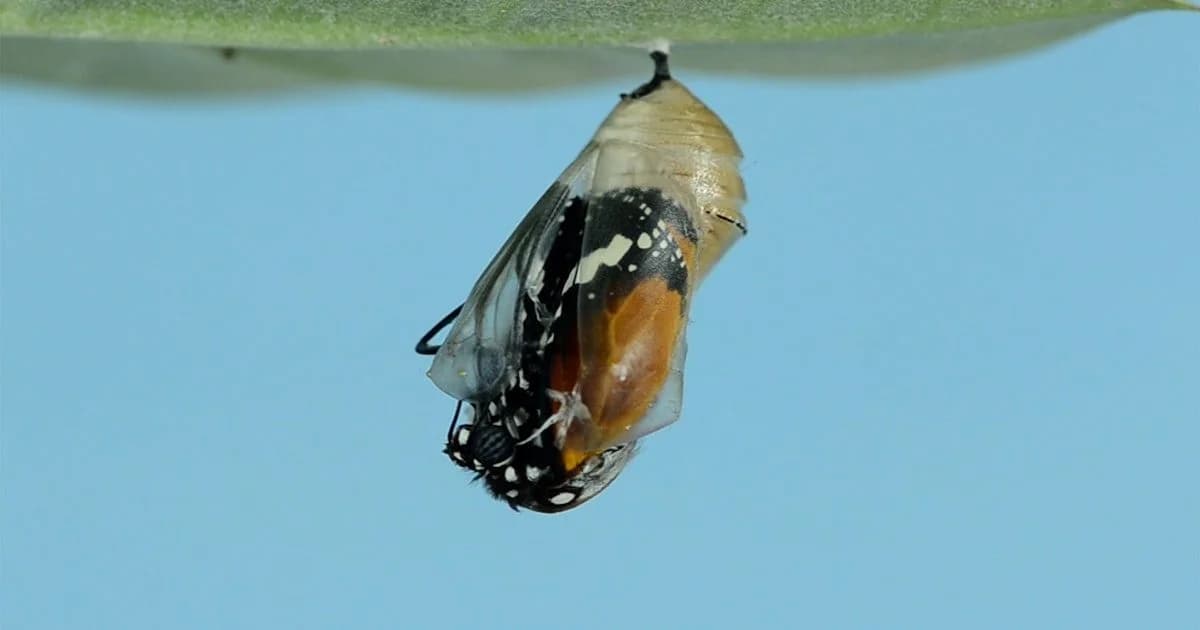 5 Manieren Waarop AI het MKB Transformeert in 2026